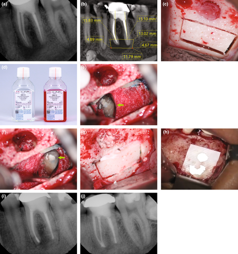 Details are in the caption following the image Details are in the caption following the image