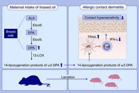 Maternal ω3 docosapentaenoic acid inhibits infant allergic dermatitis through TRAIL-expressing plasmacytoid dendritic cells in mice