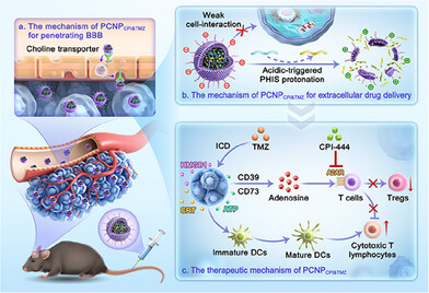 Acid-Responsive Disassembly of Nanomedicines for Extracellular Drug Delivery Reversing Glioblastoma Immunosuppressive Microenvironment by Targeting the Adenosine-A2AR Pathway