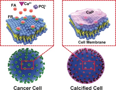 A Drug-Free Tumor Therapy Strategy: Cancer-Cell-Targeting Calcification