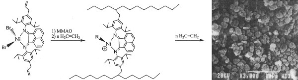 Micron-granula polyolefin with self-immobilized nickel and iron diimine catalysts bearing one or two allyl groups