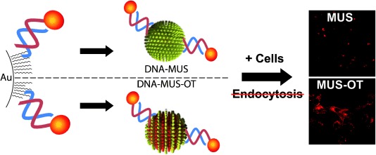 Oligonucleotide Delivery by Cell-Penetrating “Striped” Nanoparticles