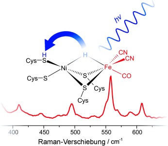 Resonanz-Raman-Spektroskopie als Methode zur Untersuchung des aktiven Zentrums von Hydrogenasen