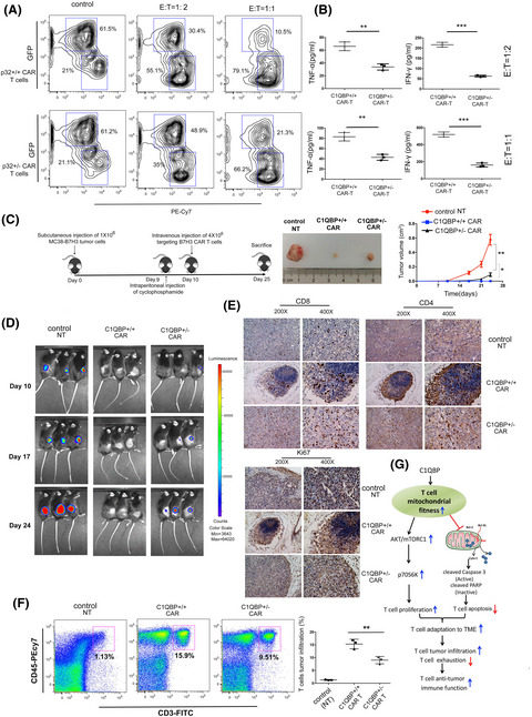 Complement C1q binding protein regulates T cells’ mitochondrial fitness to affect their survival, proliferation, and anti–tumor immune function
