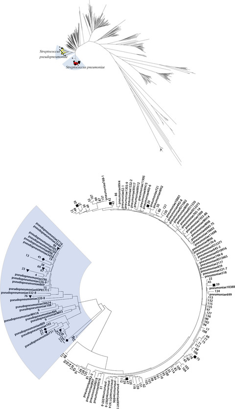 Identification and molecular epidemiology of routinely determined Streptococcus pneumoniae with negative Quellung reaction results