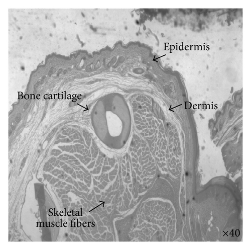 Details are in the caption following the image