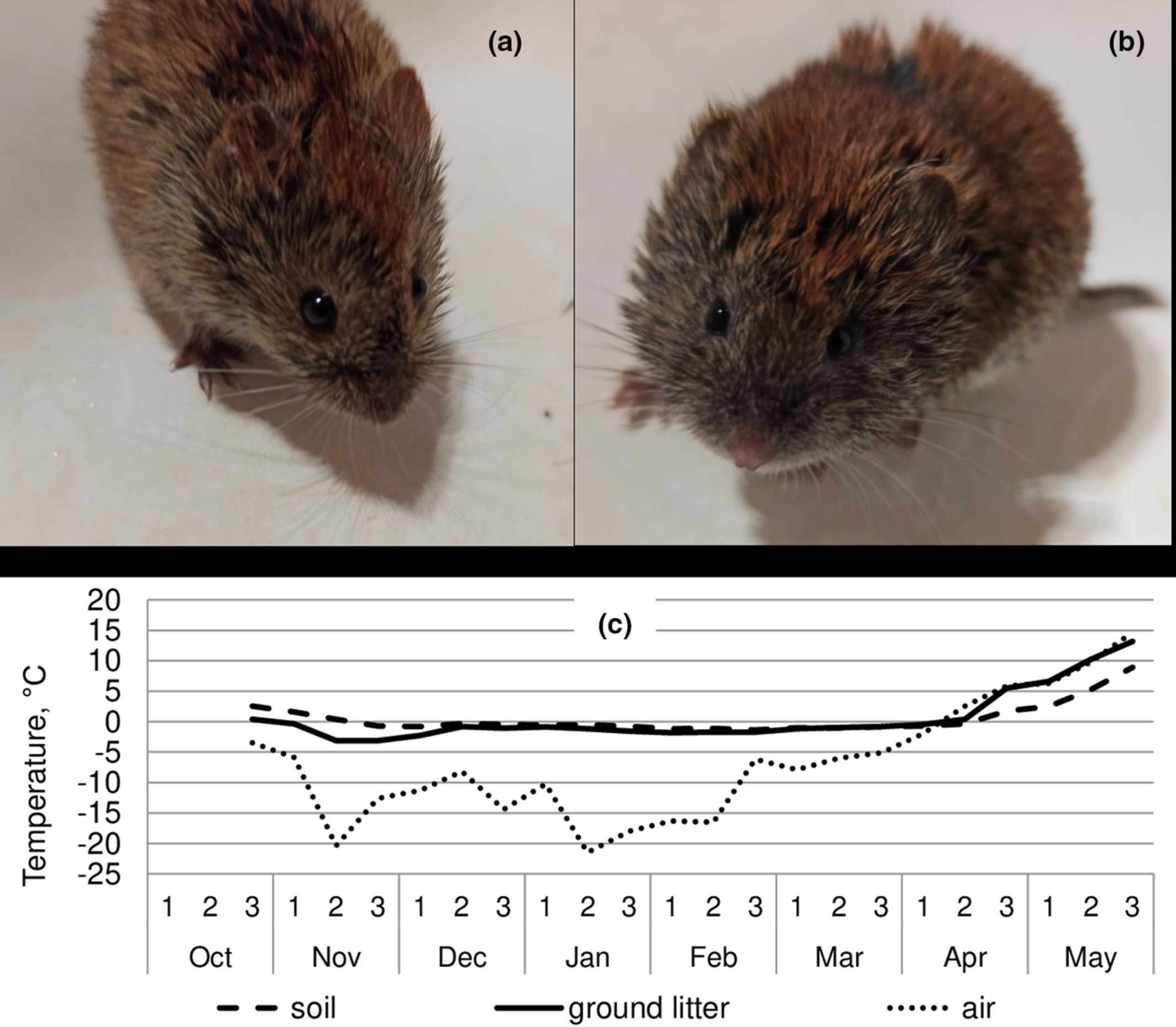 Seasonal variation of immune response to heterologous erythrocytes in natural populations of red-backed (Clethrionomys rutilus) and gray-sided (C. rufocanus) voles in Western Siberia