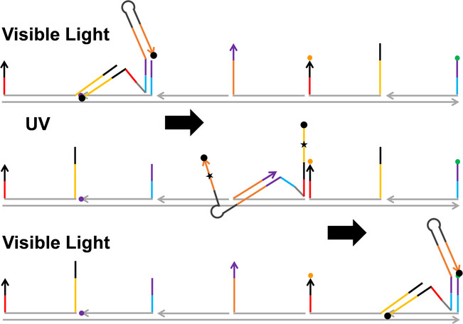 A Light-Powered Single-Stranded DNA Molecular Motor with Colour-Selective Single-Step Control