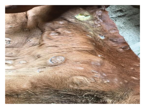 Details are in the caption following the image Details are in the caption following the image