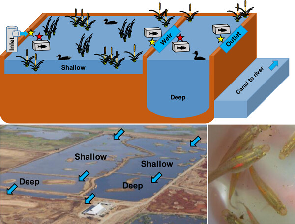 Wetland Management Strategy to Reduce Mercury in Water and Bioaccumulation in Fish