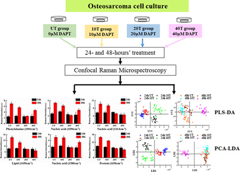 Unveiling dose- and time-dependent osteosarcoma cell responses to the γ-secretase inhibitor, DAPT, by confocal Raman microscopy
