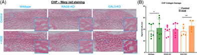 Galectin-3 and RAGE differentially control advanced glycation endproduct-induced collagen damage in murine intervertebral disc organ culture