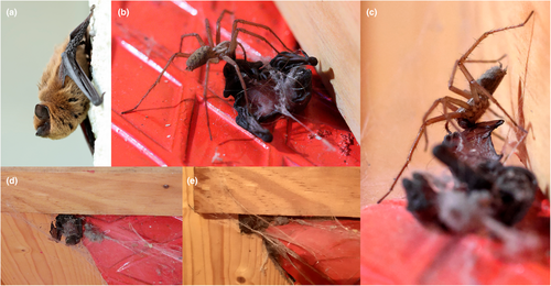 Details are in the caption following the image Details are in the caption following the image
