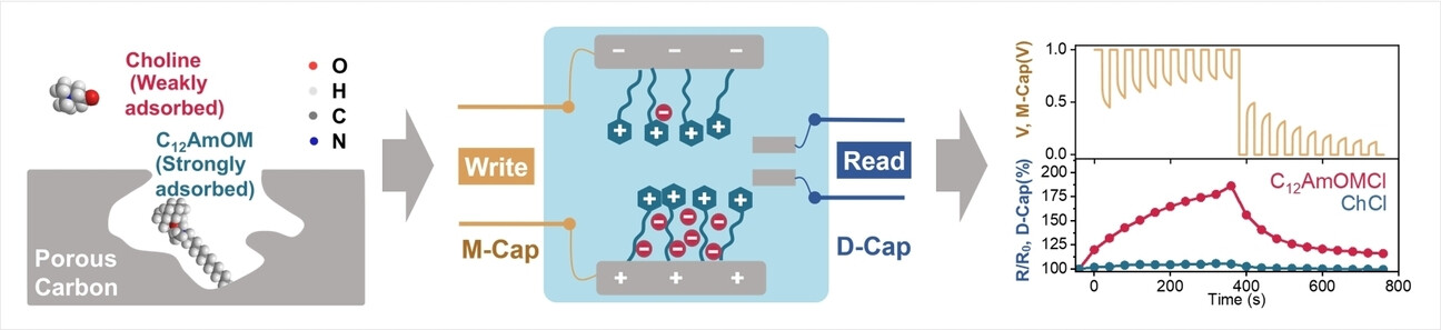 Bioactive Ion-Confined Ultracapacitive Memristors with Neuromorphic Functions