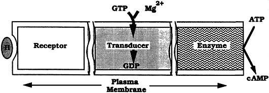 Signal Transduction: Evolution of an Idea (Nobel Lecture)