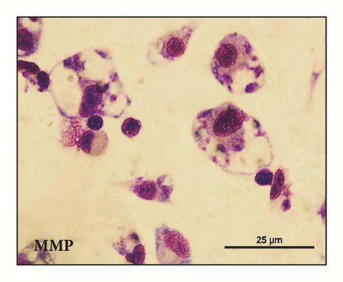 Details are in the caption following the image Details are in the caption following the image