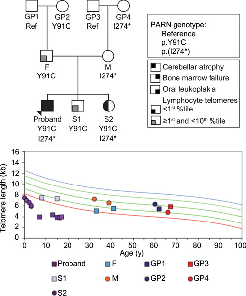 From incomplete penetrance with normal telomere length to severe disease and telomere shortening in a family with monoallelic and biallelic PARN pathogenic variants