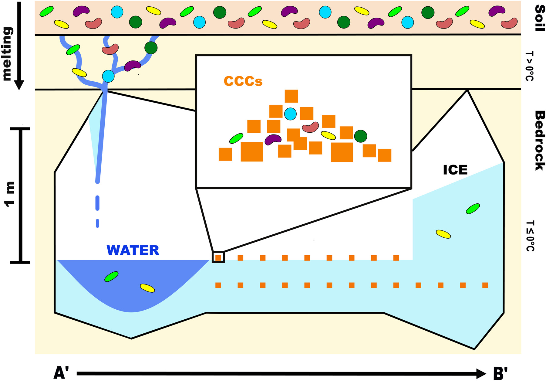 Bacterial diversity and geomicrobiology of Winter Wonderland ice cave, Utah, USA