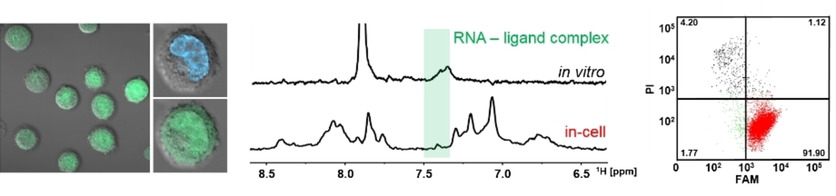 In-Cell NMR Spectroscopy of Functional Riboswitch Aptamers in Eukaryotic Cells