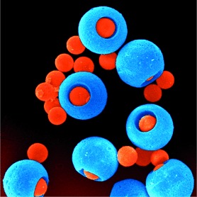 Hole–Shell Microparticles from Controllably Evolved Double Emulsions