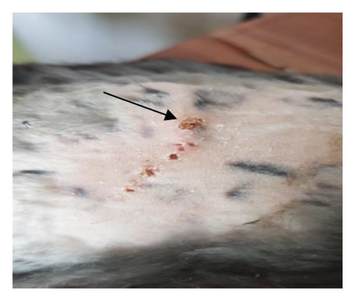 Details are in the caption following the image Details are in the caption following the image