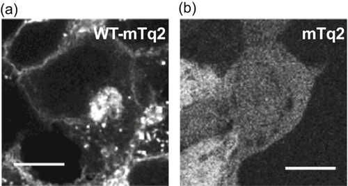 Details are in the caption following the image