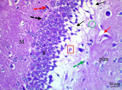 Details are in the caption following the image Details are in the caption following the image