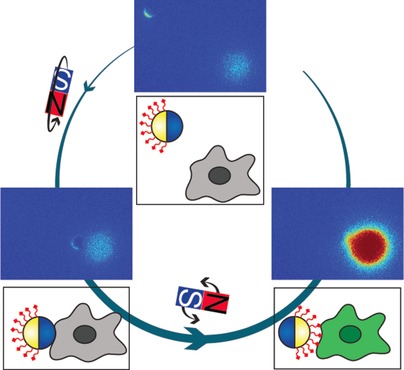 Remote Control of T Cell Activation Using Magnetic Janus Particles