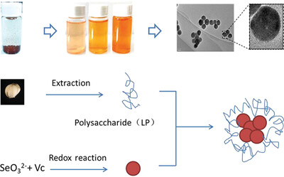 Lily Polysaccharide Nano-Selenium Promotes A549 Cells Apoptosis through Cell Cycle Inhibition