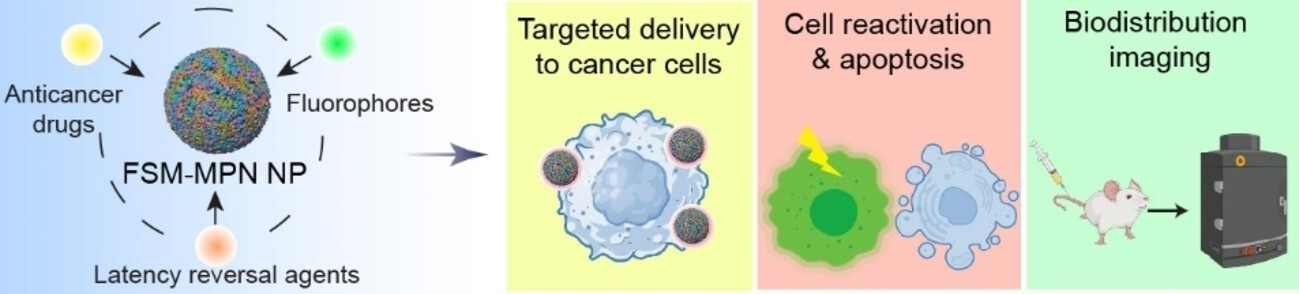 Metal–Phenolic-Mediated Assembly of Functional Small Molecules into Nanoparticles: Assembly and Bioapplications