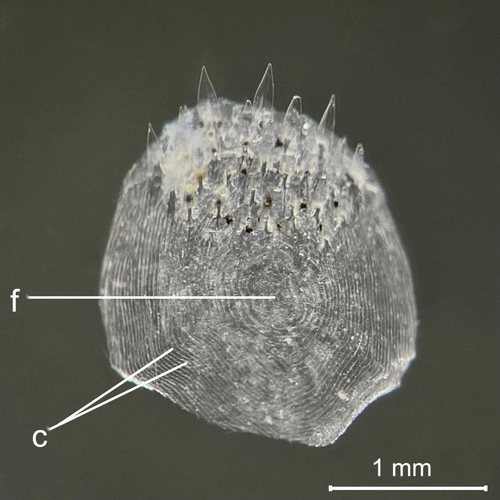 Details are in the caption following the image Details are in the caption following the image