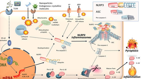 Exogenous nanoparticles and endogenous crystalline molecules as danger signals for the NLRP3 inflammasomes