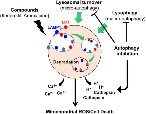 Therapeutic advantage of targeting lysosomal membrane integrity supported by lysophagy in malignant glioma