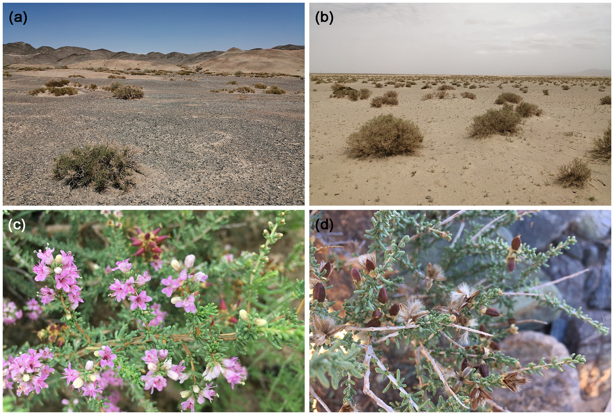 Phylogeographic analysis reveals multiple origins of the desert shrub Reaumuria songarica in northern Xinjiang, involving homoploid and tetraploid hybrids