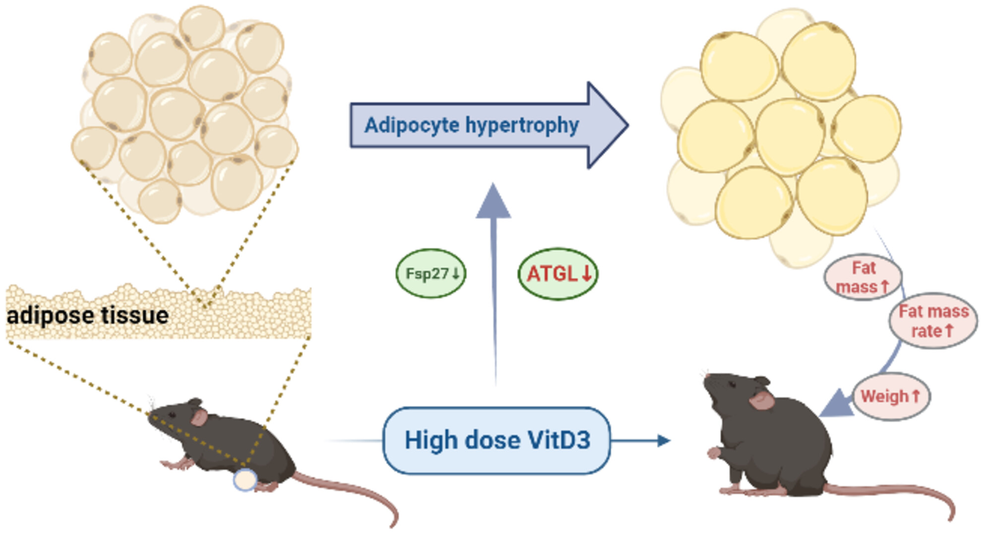 Effect of vitamin D3 on lipid droplet growth in adipocytes of mice with HFD-induced obesity