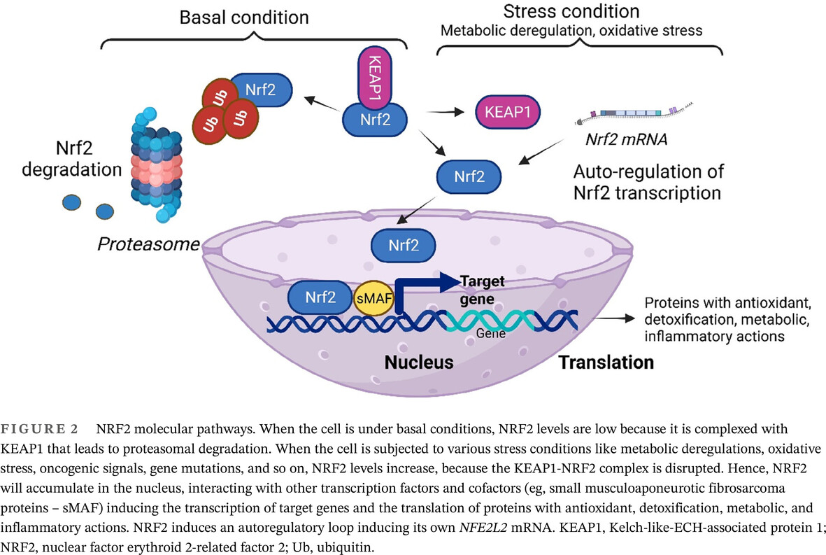 Diabetic neuropathy: A NRF2 disease? Issue 9, 2024