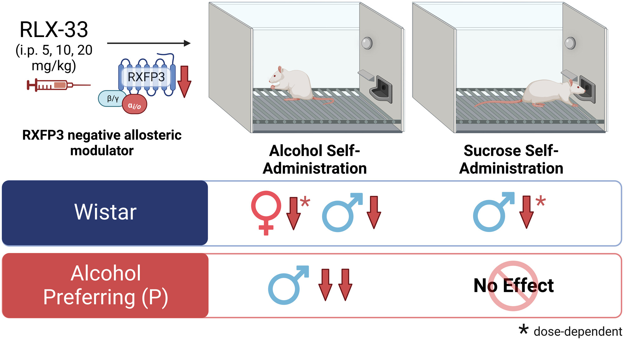 Novel RXFP3 negative allosteric modulator RLX-33 reduces alcohol self-administration in rats