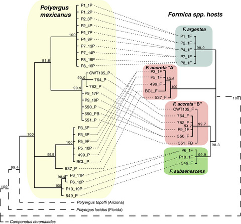 Genetic and chemical divergence among host races of a socially parasitic ant