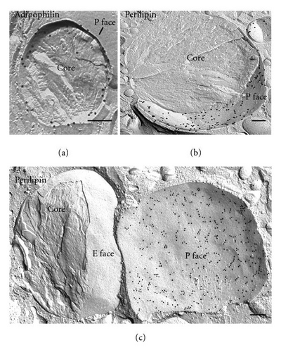 Details are in the caption following the image