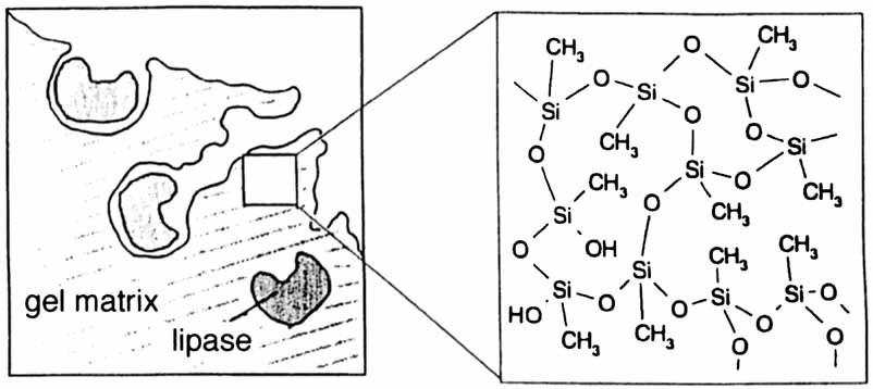 Efficient Heterogeneous Biocatalysts by Entrapment of Lipases in Hydrophobic Sol–Gel Materials