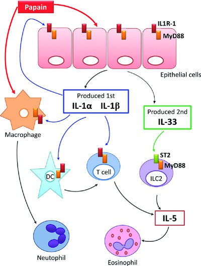 IL-1R1–MyD88 axis elicits papain-induced lung inflammation