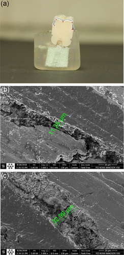 Details are in the caption following the image