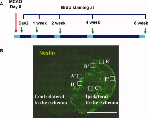 Details are in the caption following the image