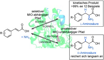 Phenylalanine Ammonia Lyase Catalyzed Synthesis of Amino Acids by an MIO-Cofactor Independent Pathway