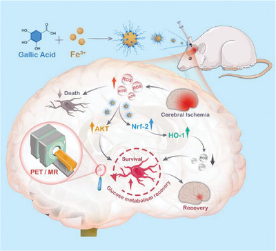 Ultrasmall iron-gallic acid coordination polymer nanodots with antioxidative neuroprotection for PET/MR imaging-guided ischemia stroke therapy