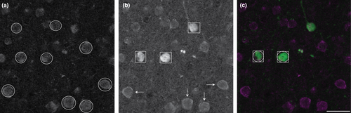 Details are in the caption following the image Details are in the caption following the image