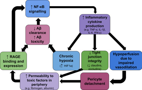 Breakdown of the blood–brain barrier: A mediator of increased Alzheimer's risk in patients with metabolic disorders?