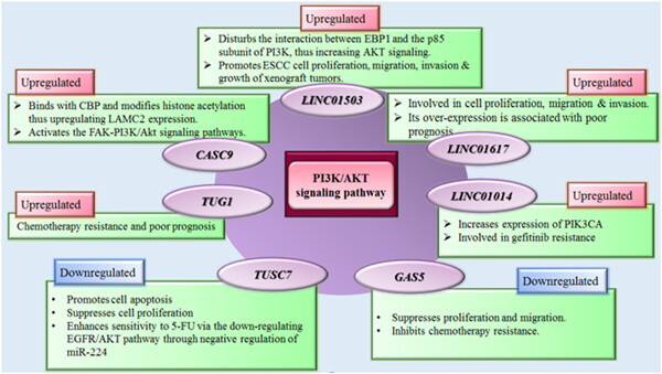 Expression profile of lncRNAs and miRNAs in esophageal cancer: Implications in diagnosis, prognosis, and therapeutic response