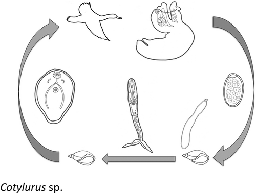 Details are in the caption following the image