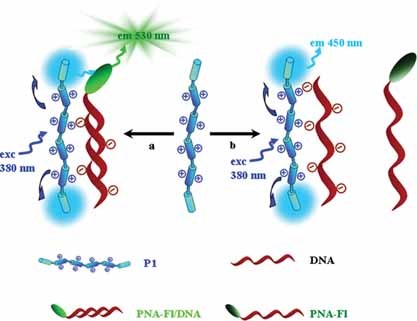Combinatorial Energy Transfer between an End-Capped Conjugated Polyelectrolyte and Chromophore-Labeled PNA for Strand-Specific DNA Detection